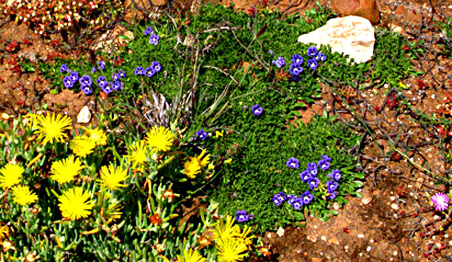 Image of Aptosimum procumbens (Lehm.) Burch. ex Steud.