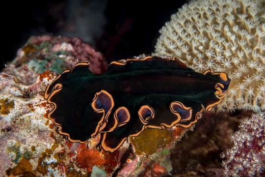 Image of red-rim flatworm