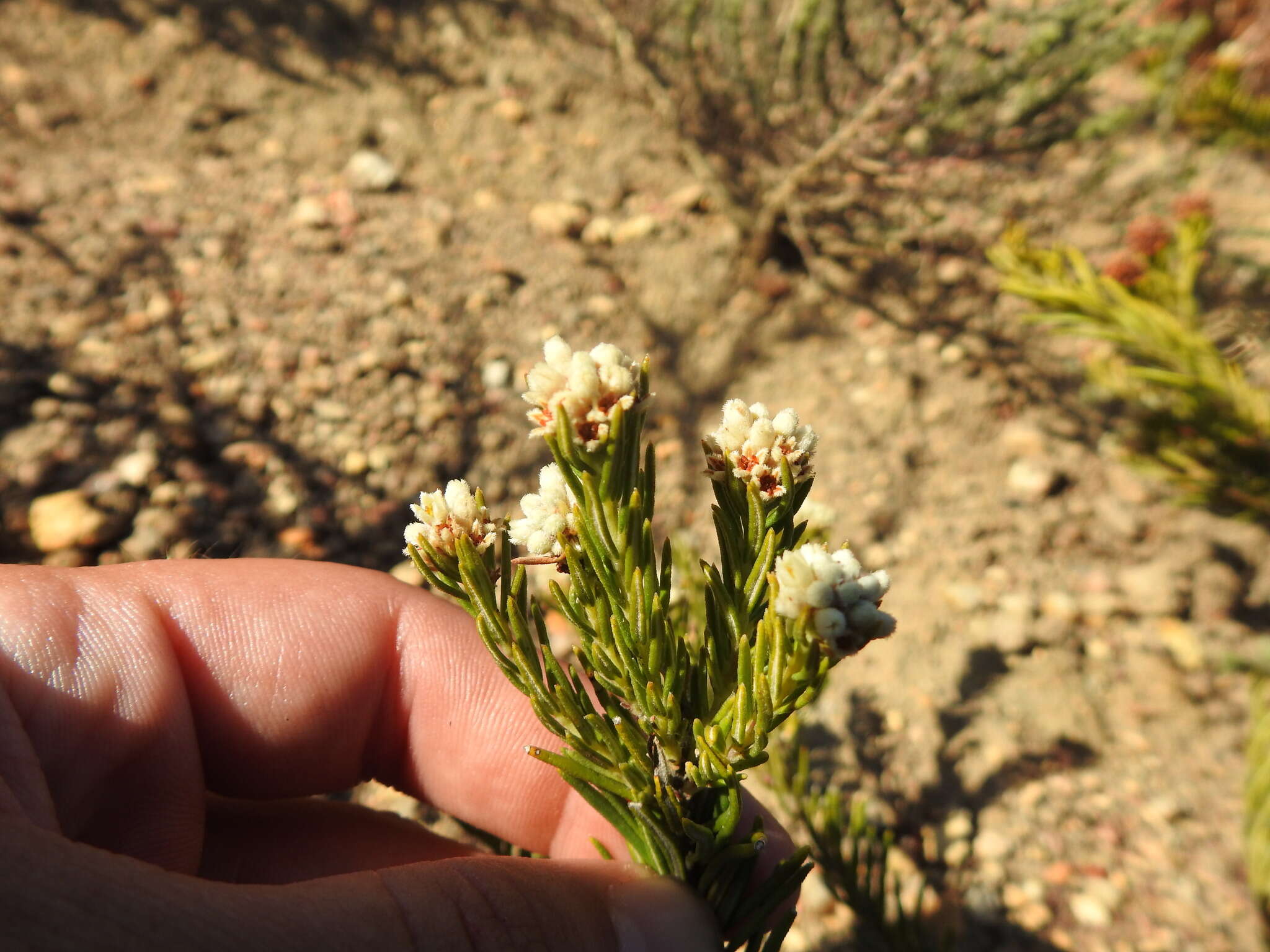 Image of Phylica imberbis Berg.