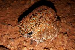 Image of Desert Spadefoot Toad