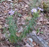 Image of Ionactis linariifolia (L.) Greene