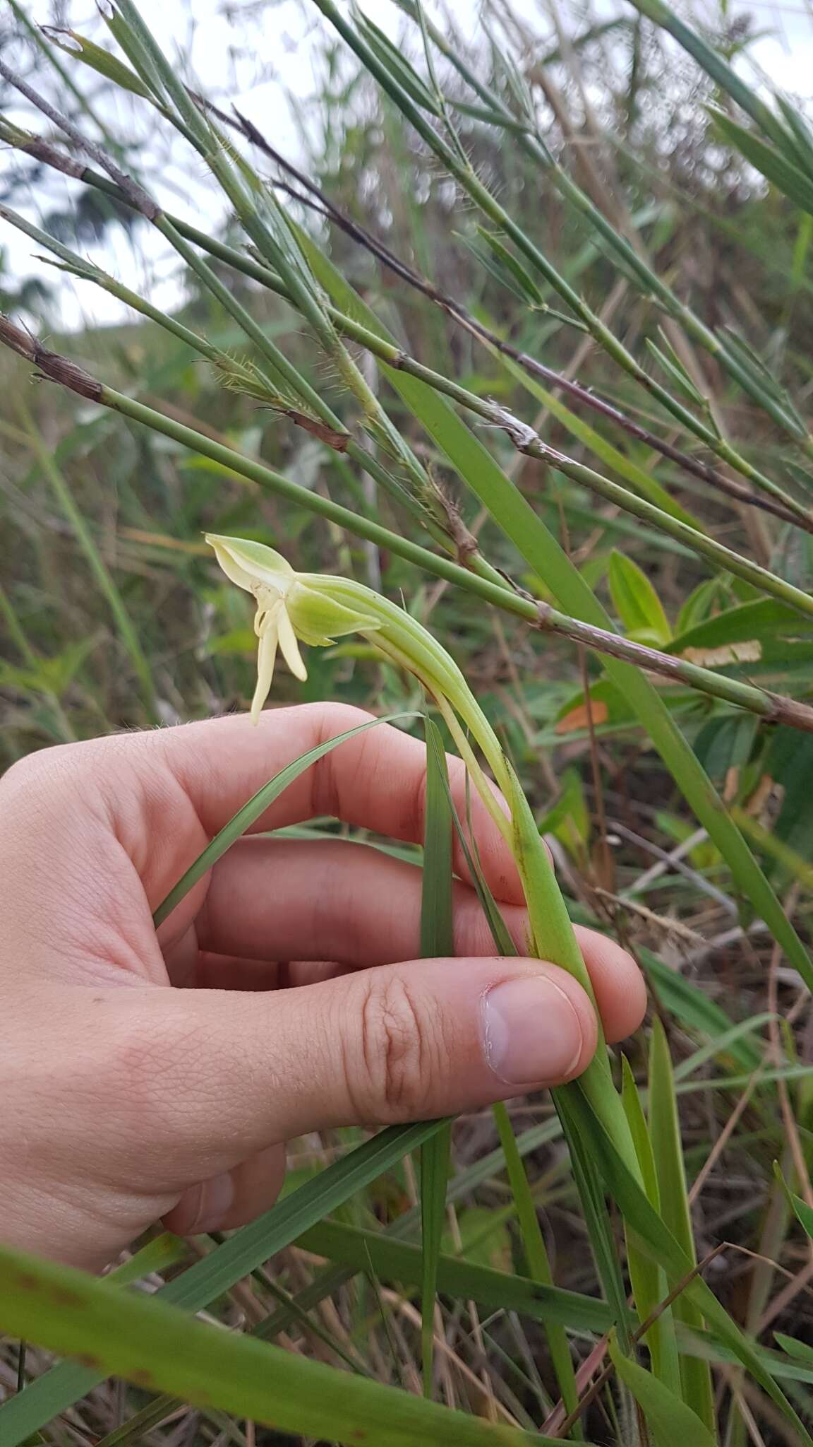 Image of Habenaria trifida Kunth