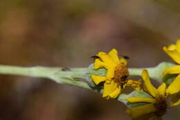 Image of Packera bellidifolia (Kunth) W. A. Weber & Á. Löve