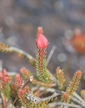 Image de Ledothamnus sessiliflorus N. E. Br.