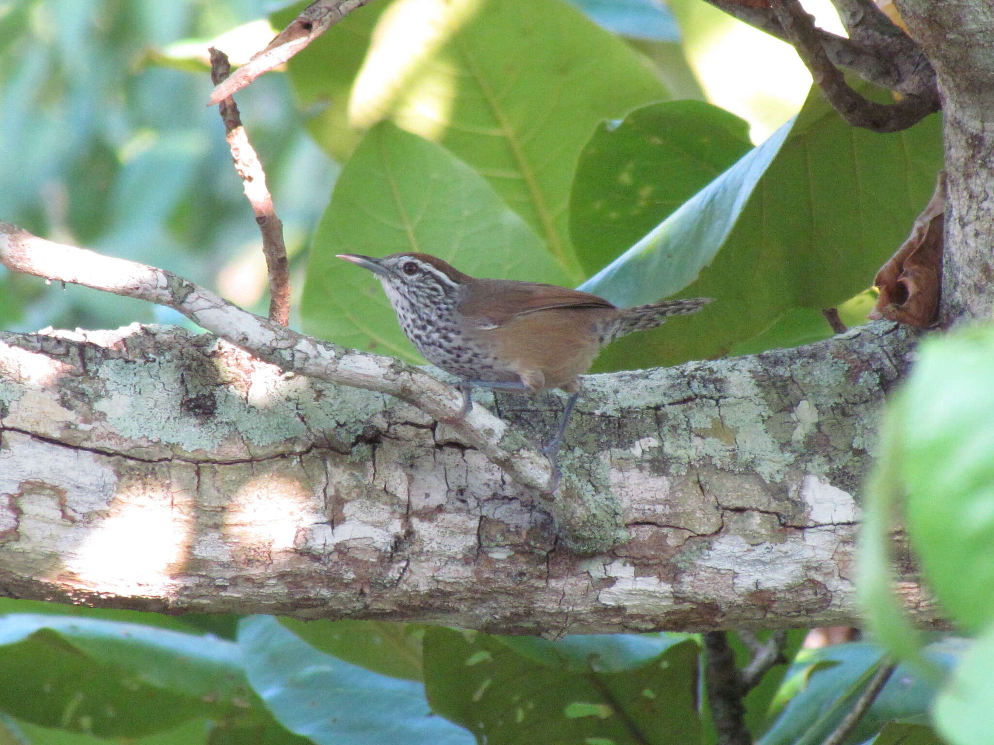 Image of Spot-breasted Wren