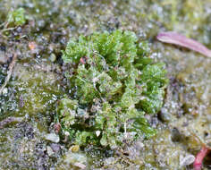 Image of hornwort