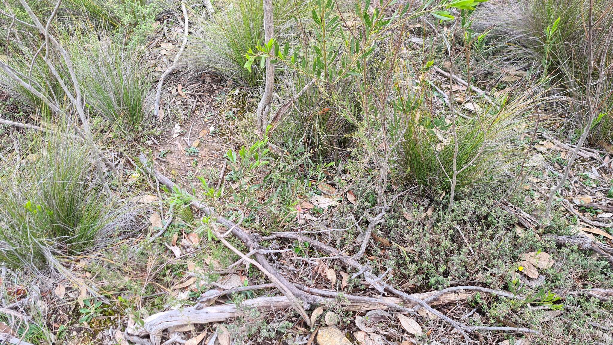 Image of Veined spider orchid