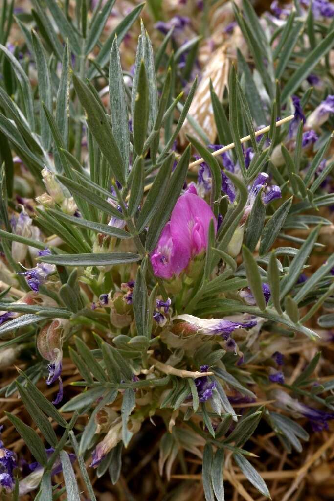 Image of Oxytropis aciphylla Ledeb.