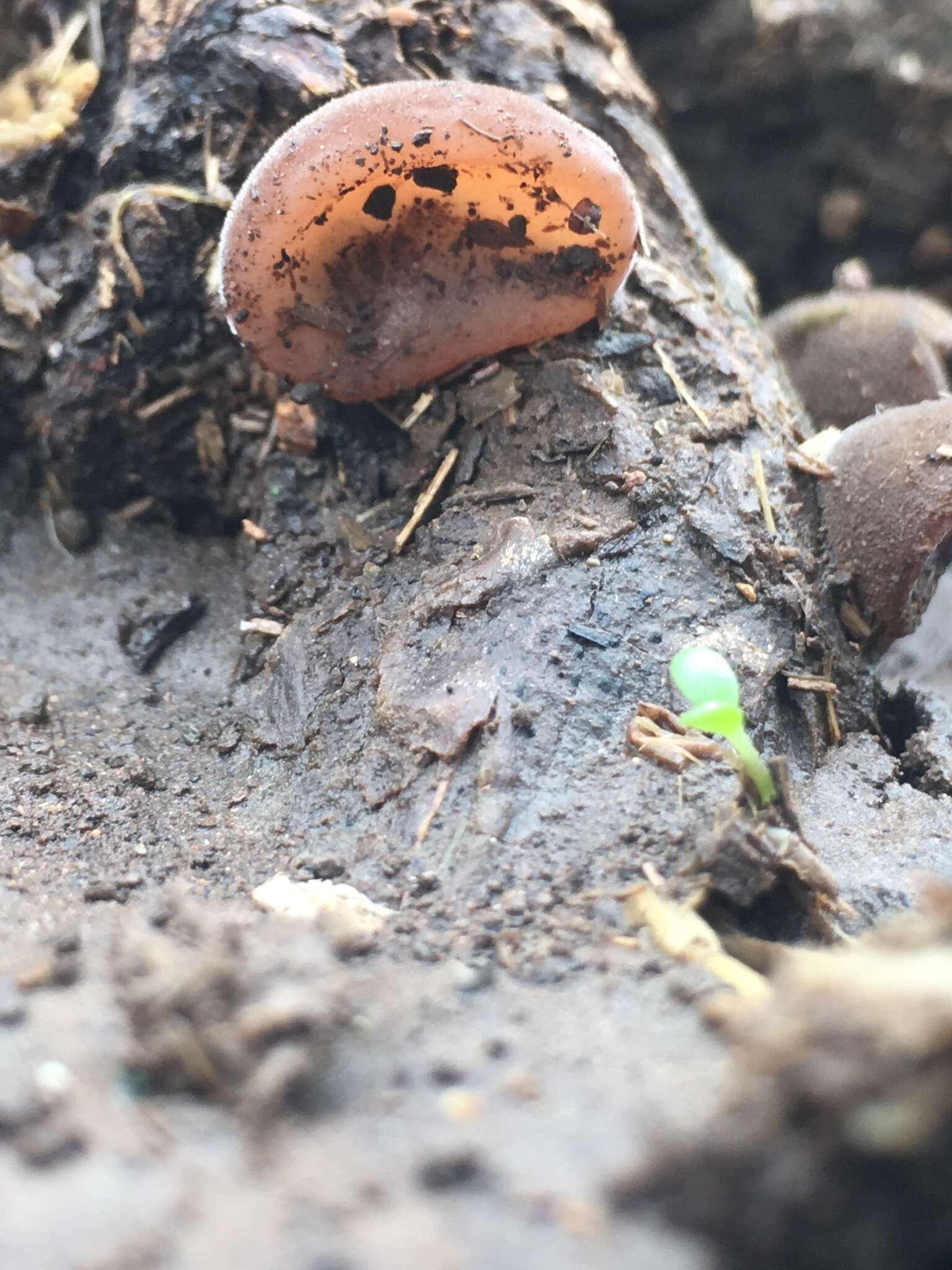 Image of ear fungus