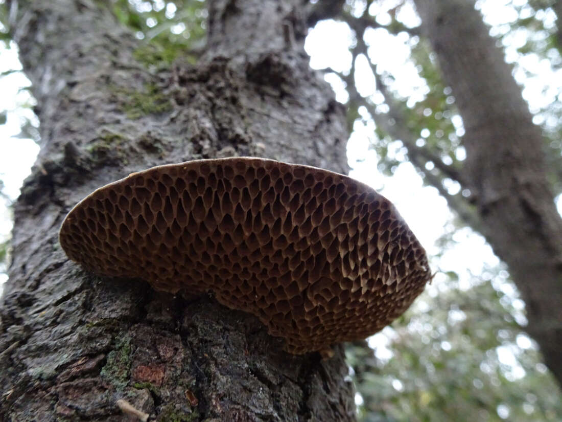 Image of Daedaleopsis nitida (Durieu & Mont.) Zmitr. & Malysheva 2013