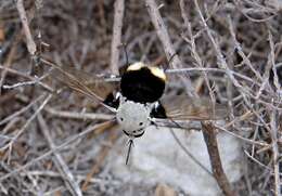Image of Ostrich Bombom