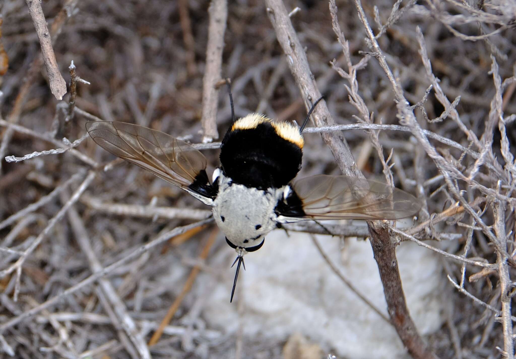 Image of Ostrich Bombom