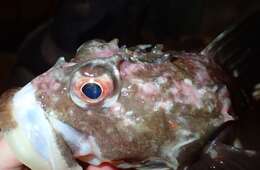 Image of Shorthorn sculpin