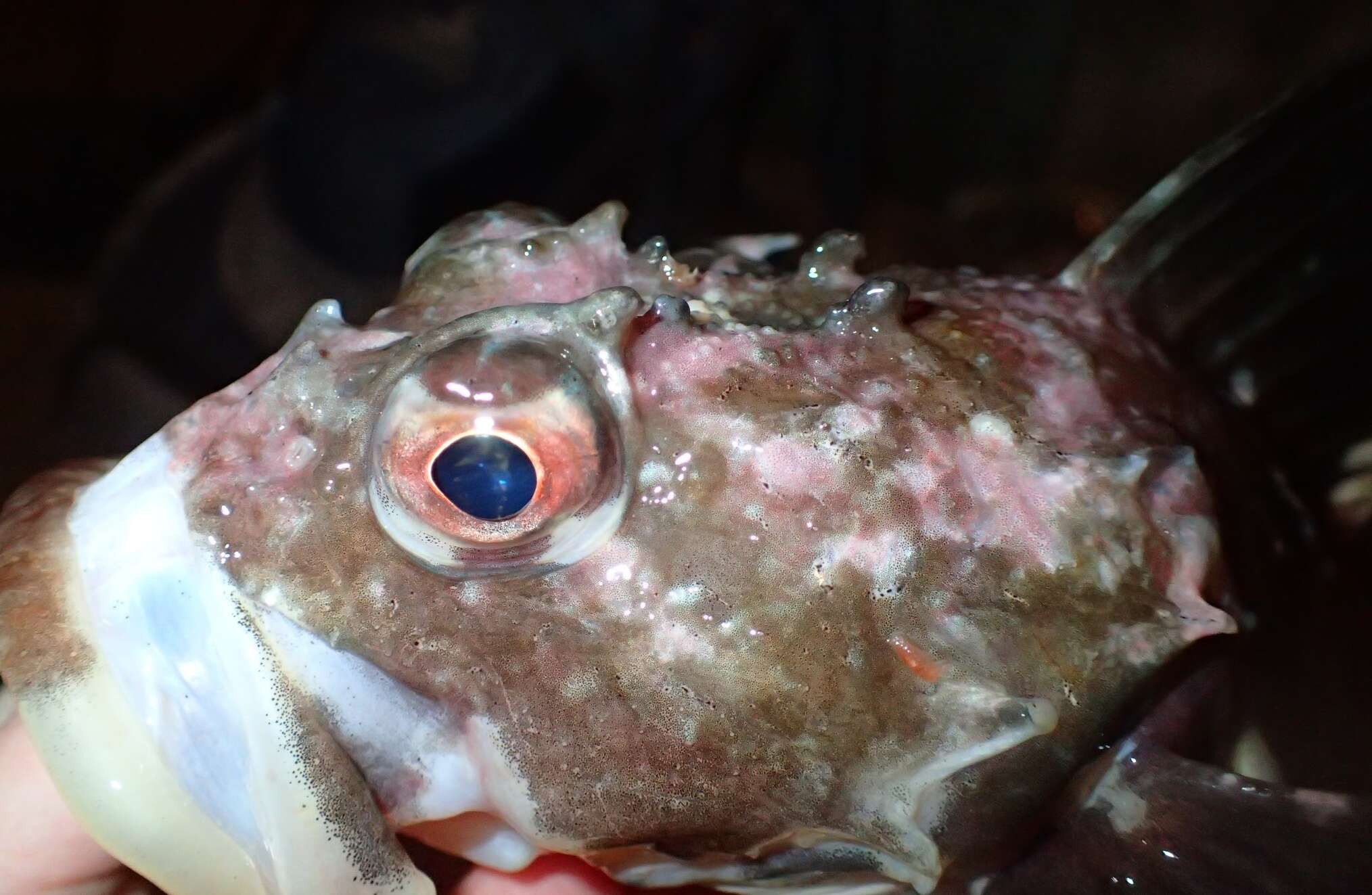 Image of Shorthorn sculpin