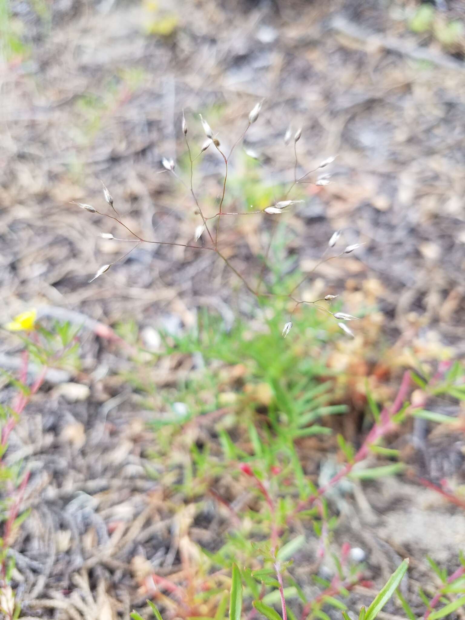 Image of silver hairgrass