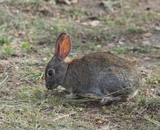 Image of Brush Rabbit