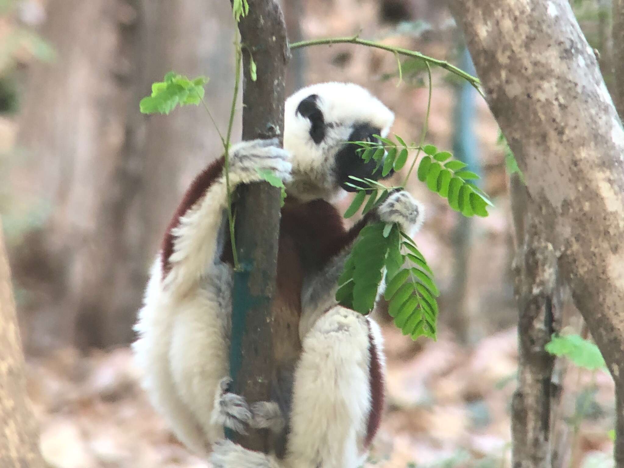 Image of Coquerel's Sifaka