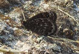 Image of Black Satyr