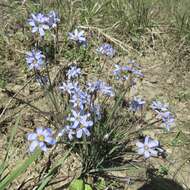 Image of Spear-Bract Blue-Eyed-Grass