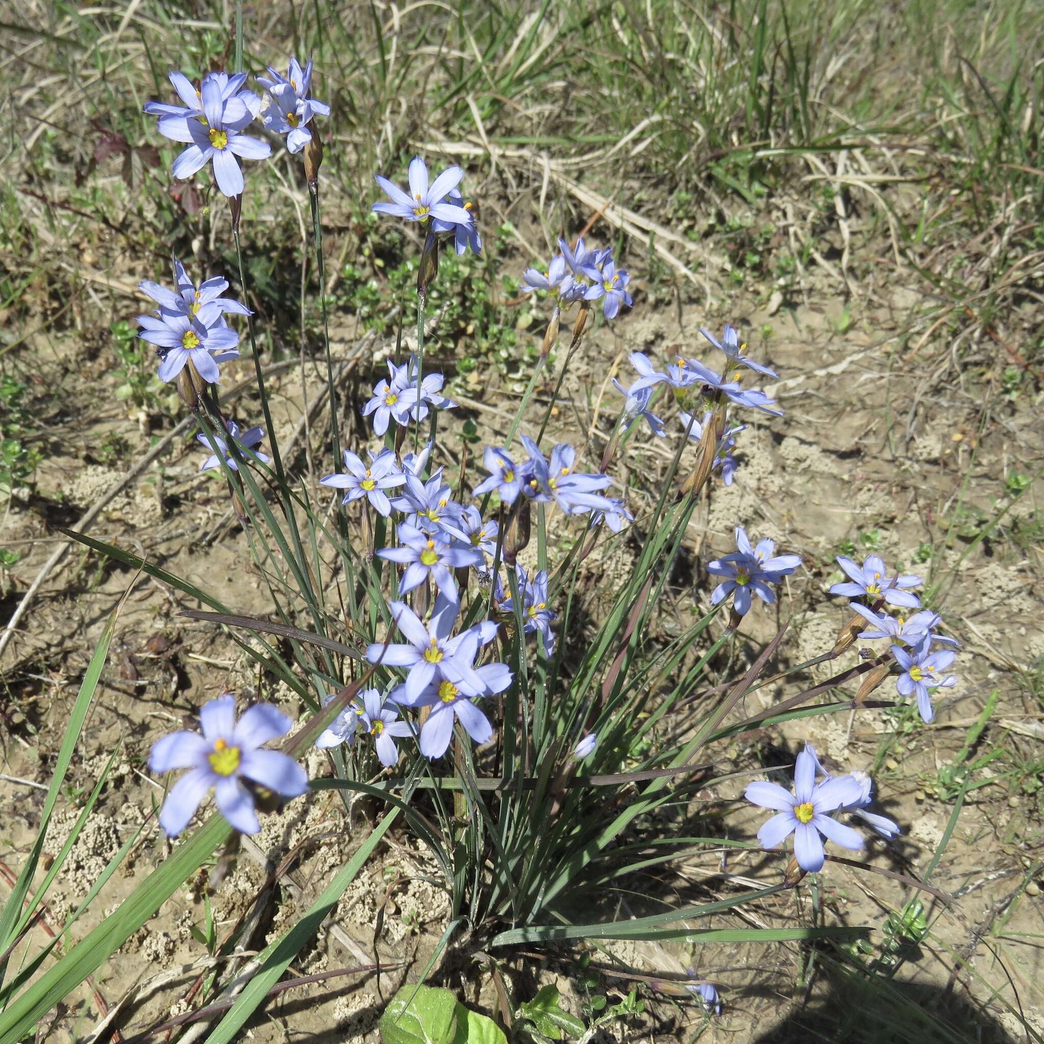 Image of Spear-Bract Blue-Eyed-Grass