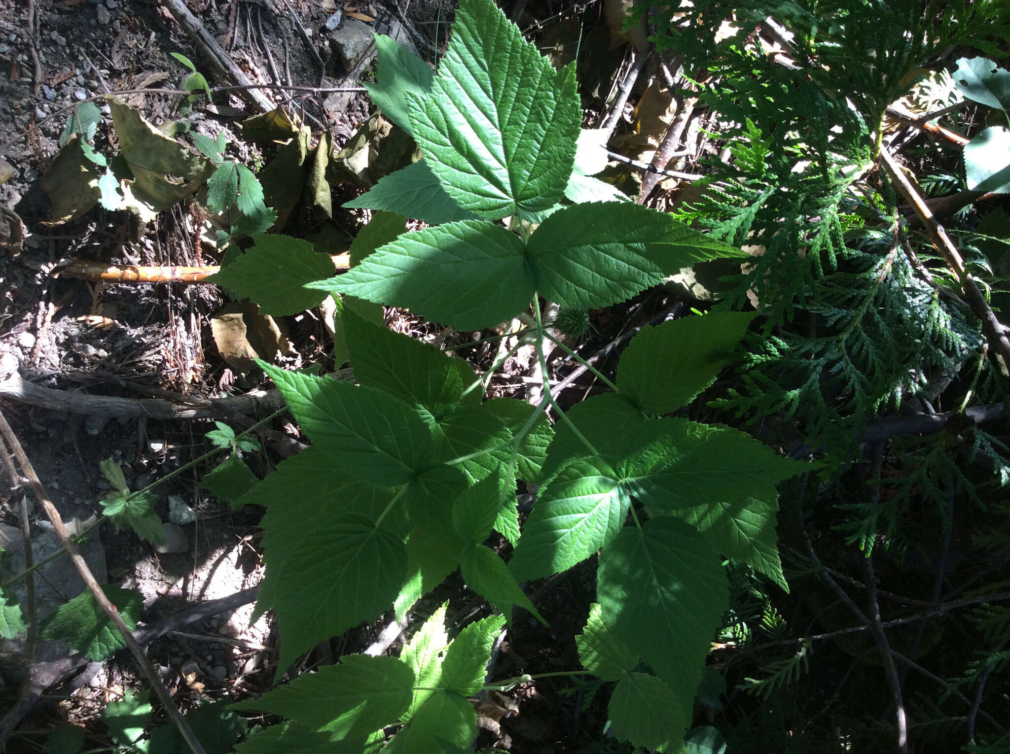 Image of grayleaf red raspberry