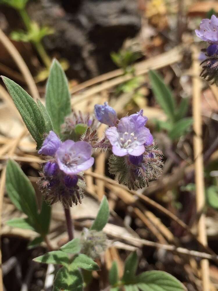 Imagem de Phacelia breweri A. Gray