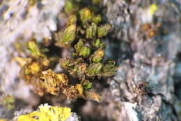 Image of Orthotrichum macrocephalum F. Lara, Garilleti & Mazimpaka 1994