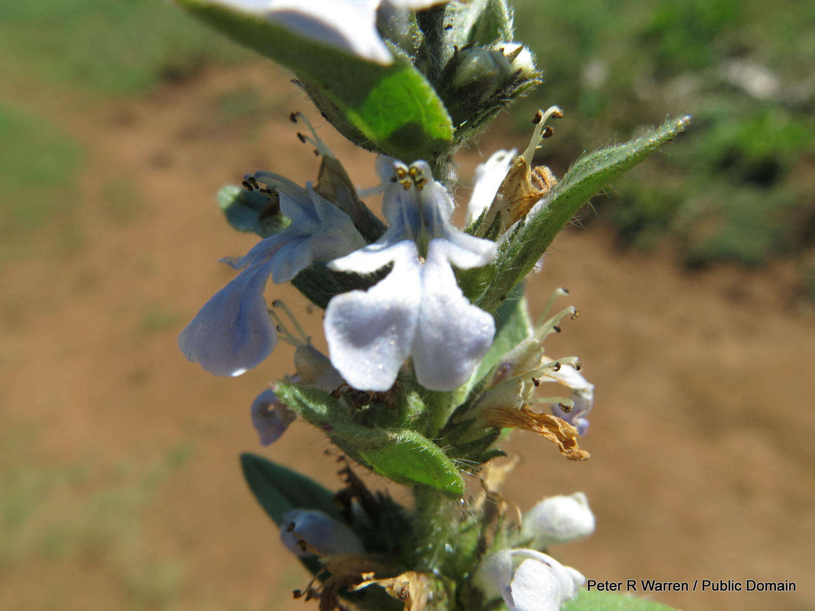 Image of Bugle plant