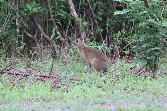 Image of Japanese Hare