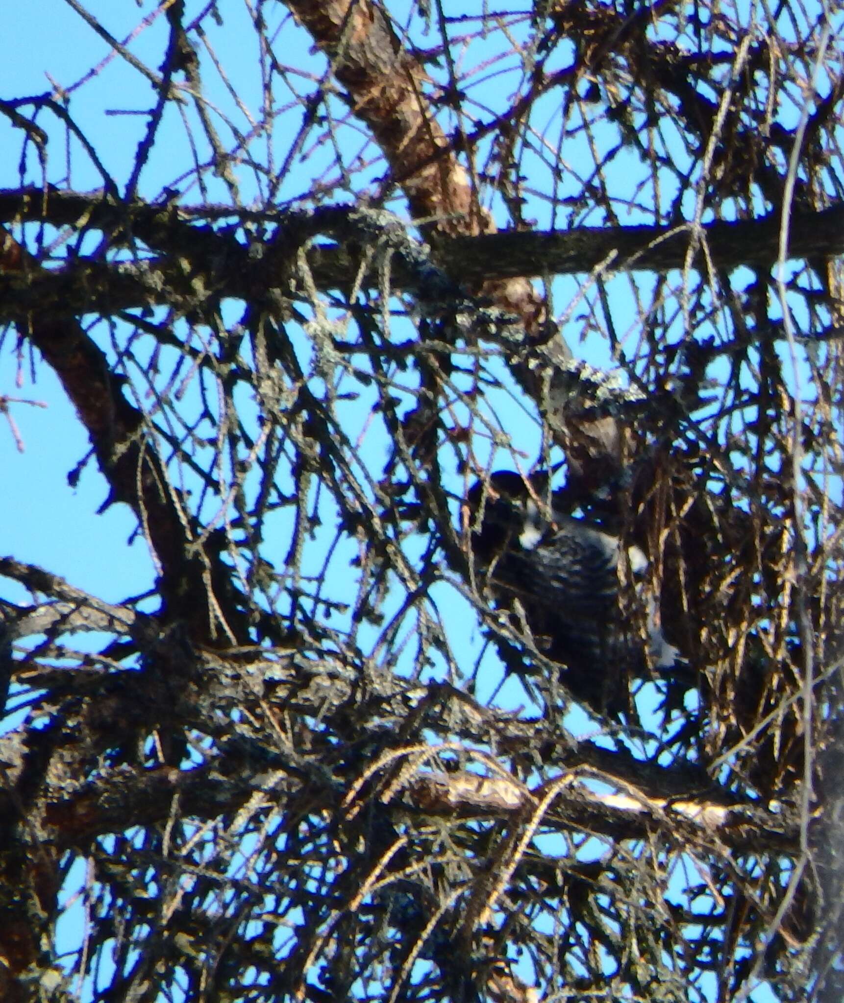 Image of Black-backed Woodpecker