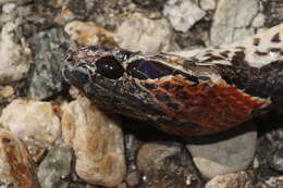 Image of Uribe's False Cat-eyed Snake