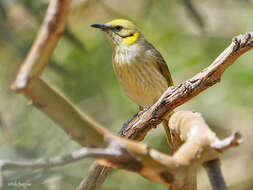 Image of Grey-fronted Honeyeater