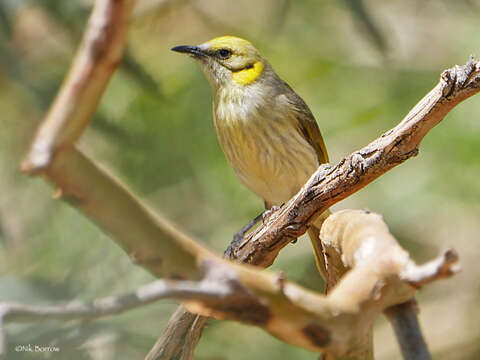 Image of Grey-fronted Honeyeater