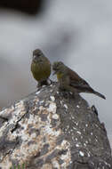 Image of Drakensberg Siskin