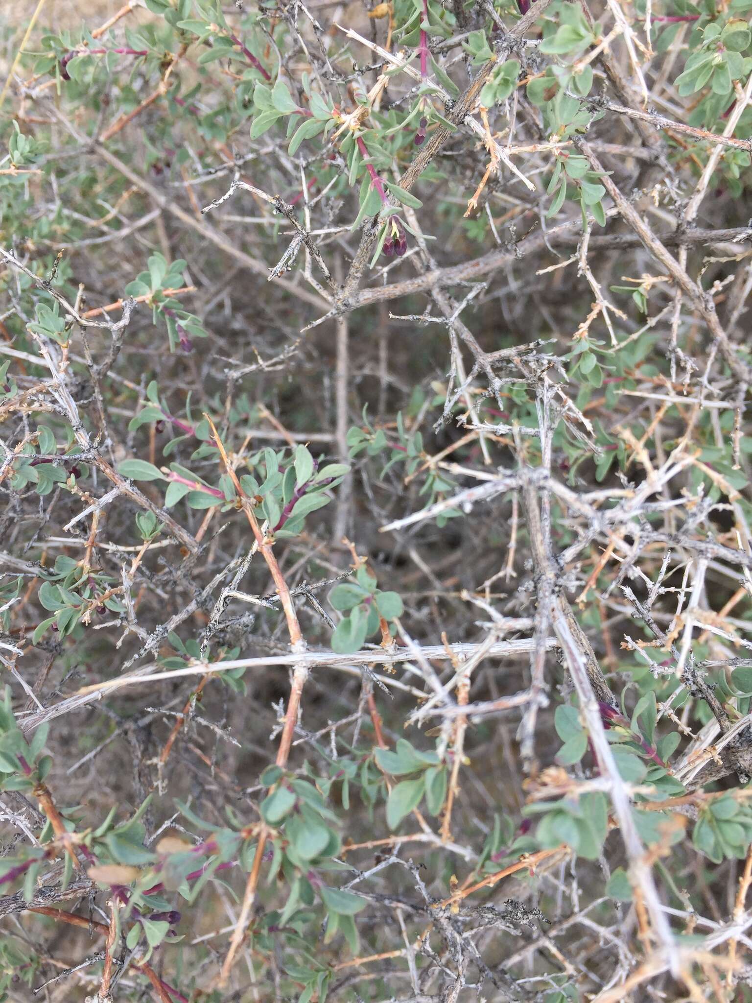 Image of desert snowberry