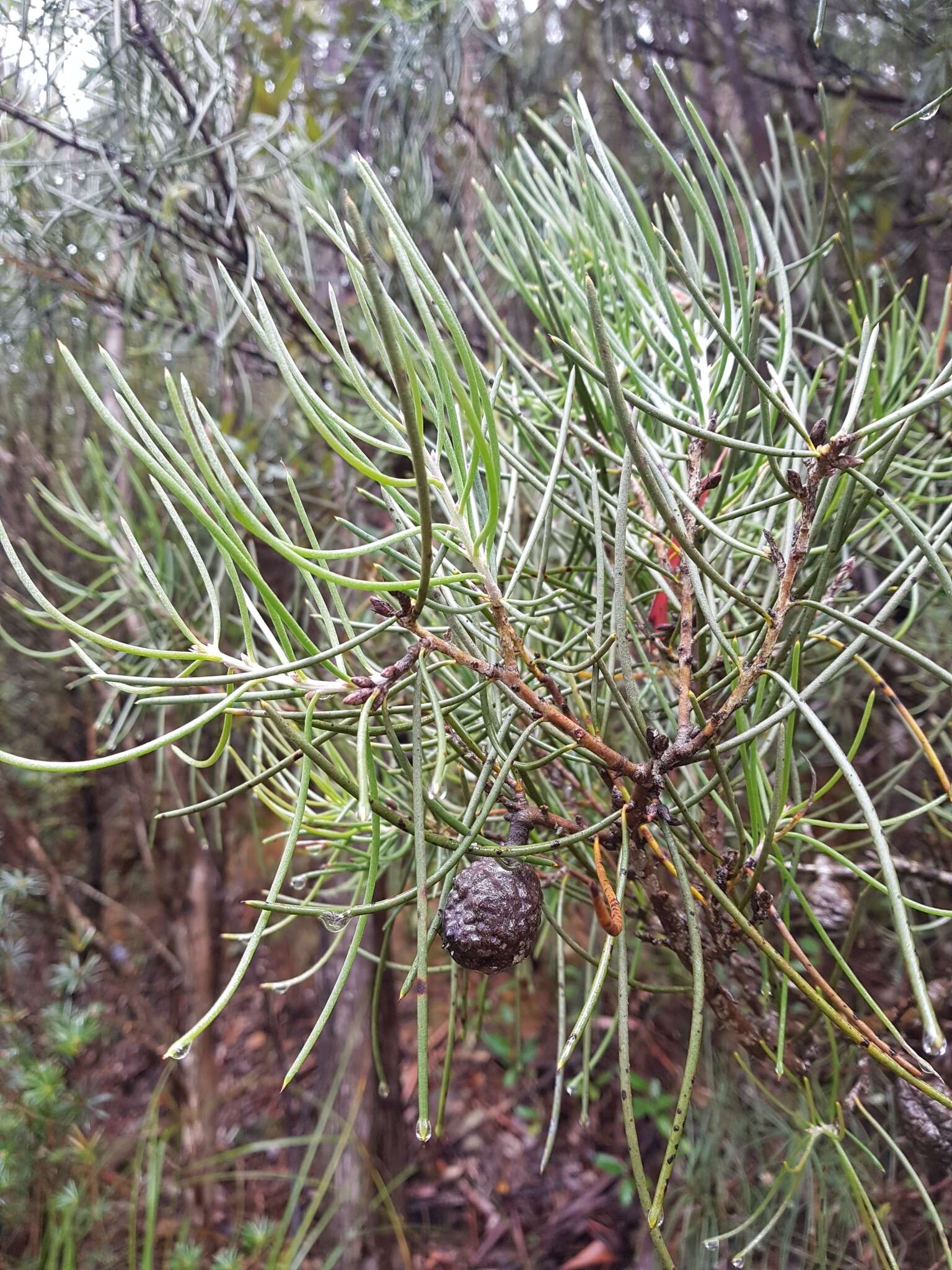 Image of Hakea lissosperma R. Br.