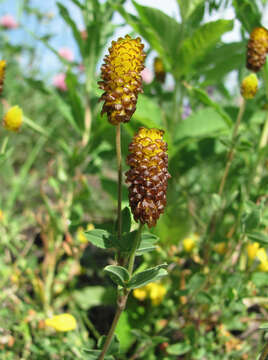 Image of brown moor clover