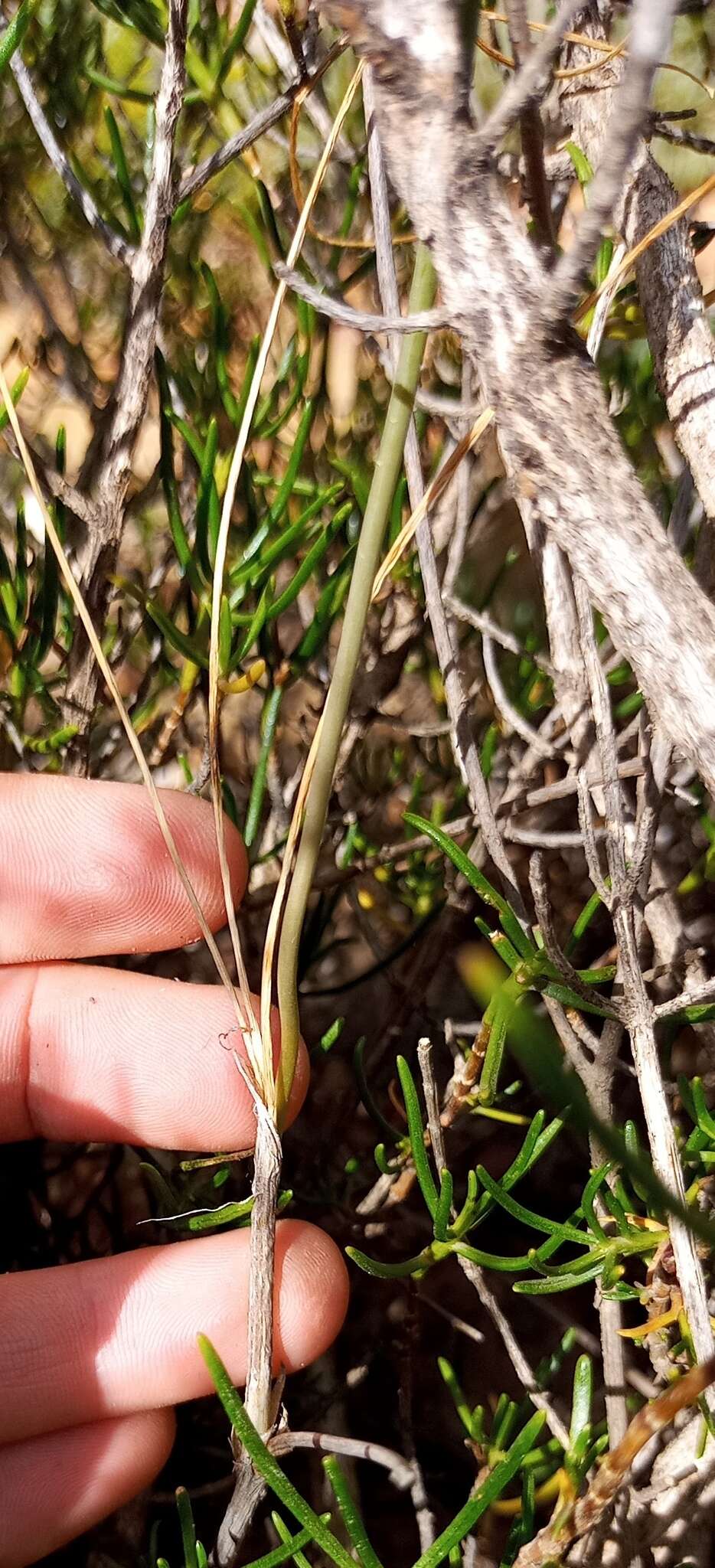 Imagem de Ornithogalum graminifolium Thunb.