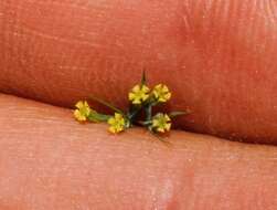 Bupleurum trichopodum Boiss. & Spruner resmi