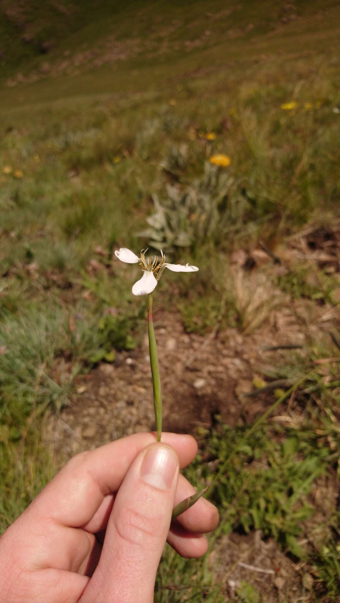 Moraea brevistyla (Goldblatt) Goldblatt resmi