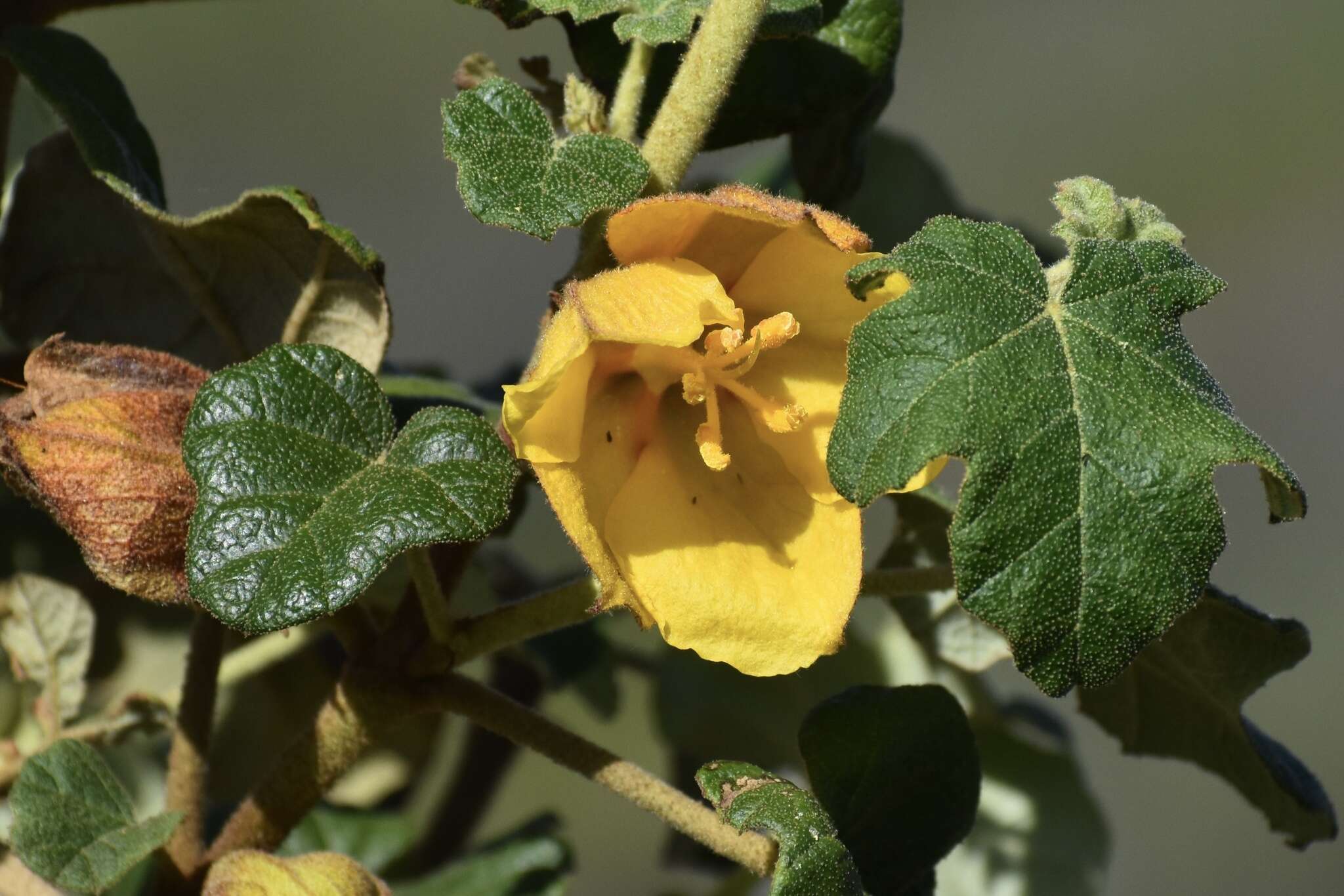 Image of Mexican flannelbush