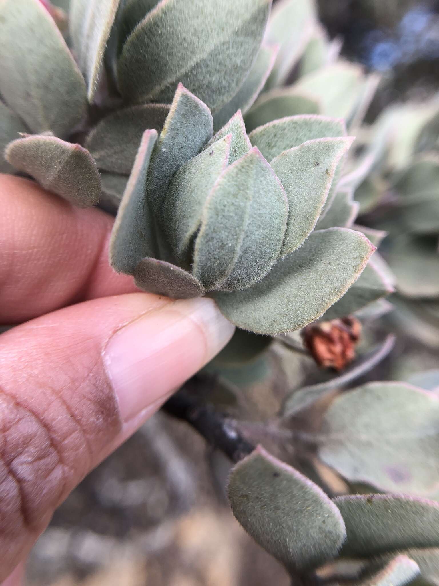 Image of hoary manzanita