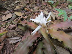 Image of Cryptanthus acaulis (Lindl.) Beer