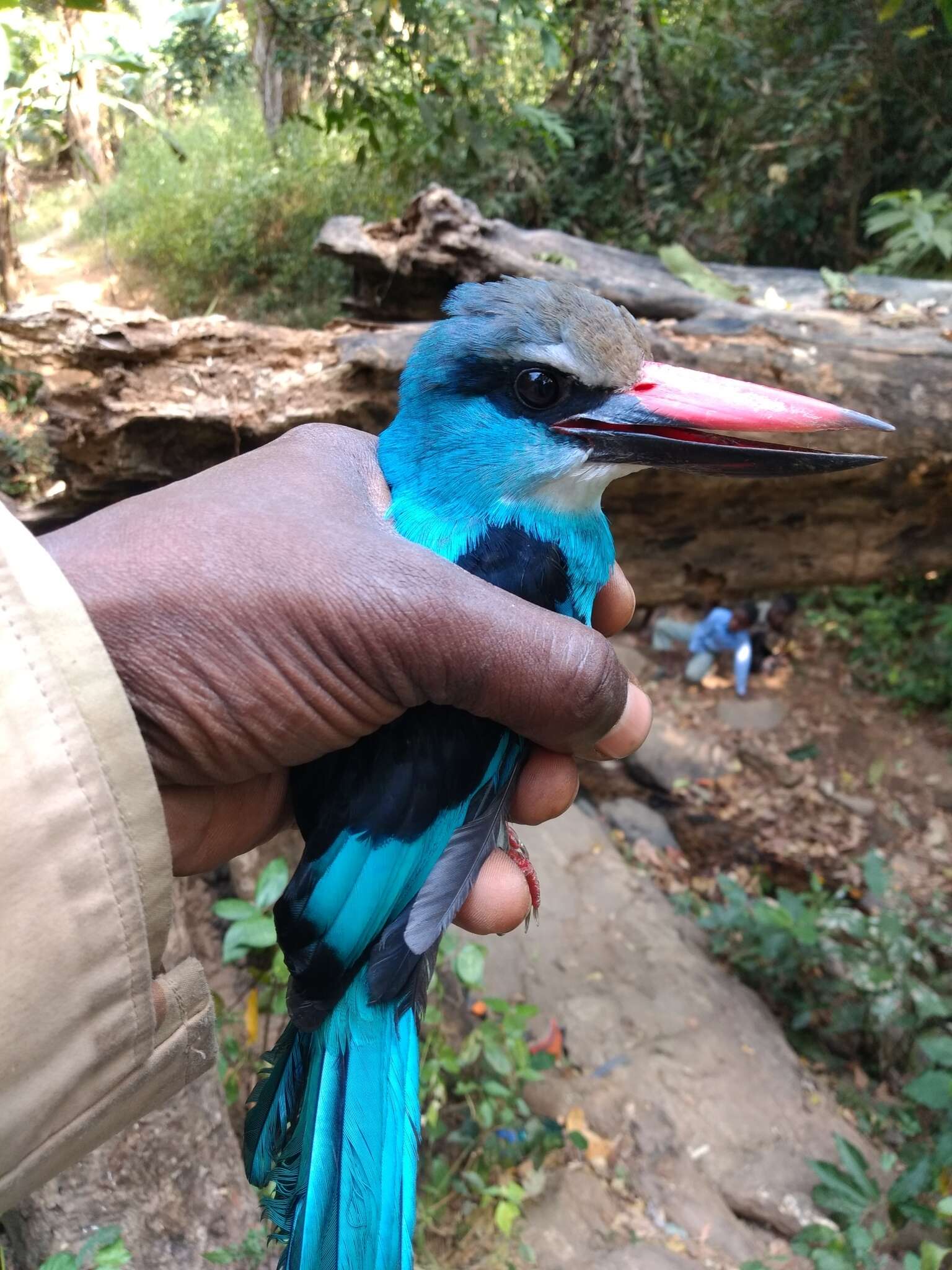 Image of Blue-breasted Kingfisher