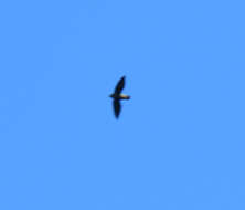 Image of Pale-rumped Swift