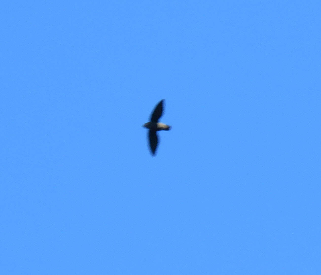 Image of Pale-rumped Swift