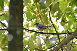 Imagem de Turdus subalaris (Seebohm 1887)