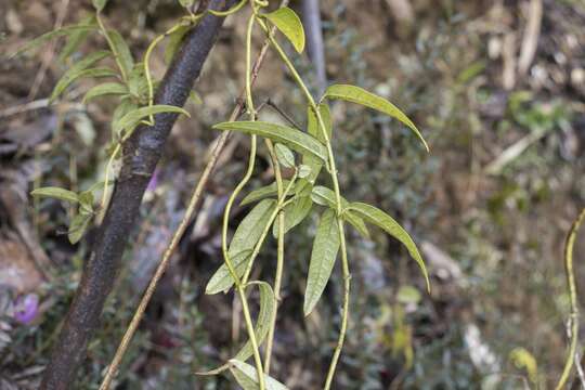 Image of Diplolepis pachyphylla (Decne.) Hechem & C. Ezcurra