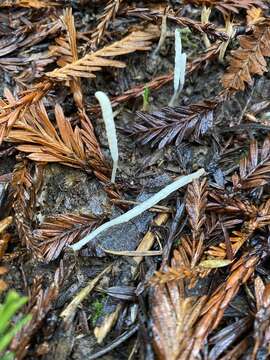 Clavaria falcata Pers. 1794 resmi