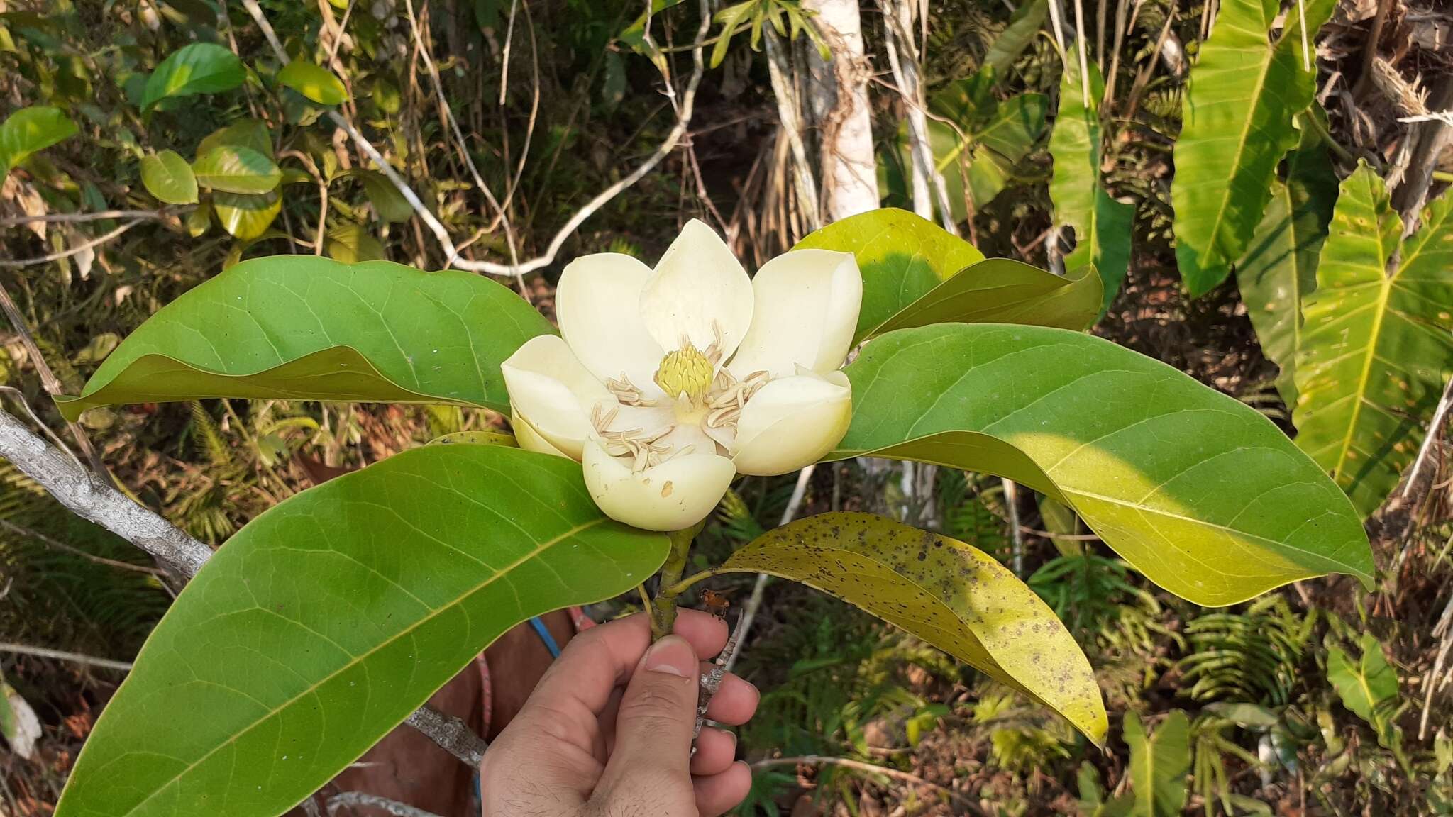 Image of Magnolia ovata (A. St.-Hil.) Spreng.